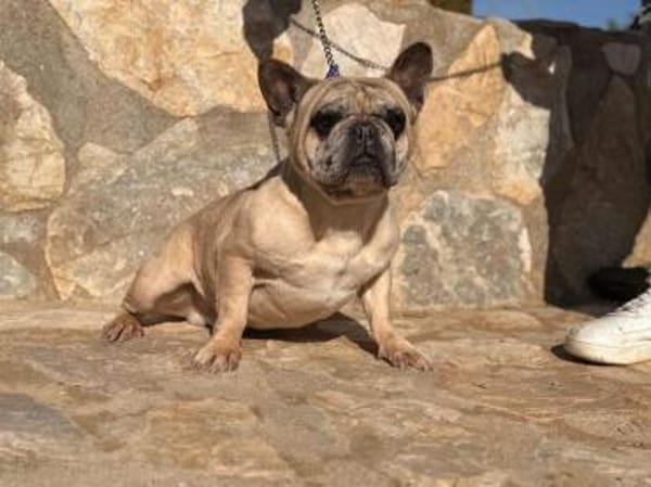 Murphy sehnt sich nach einem Zuhause