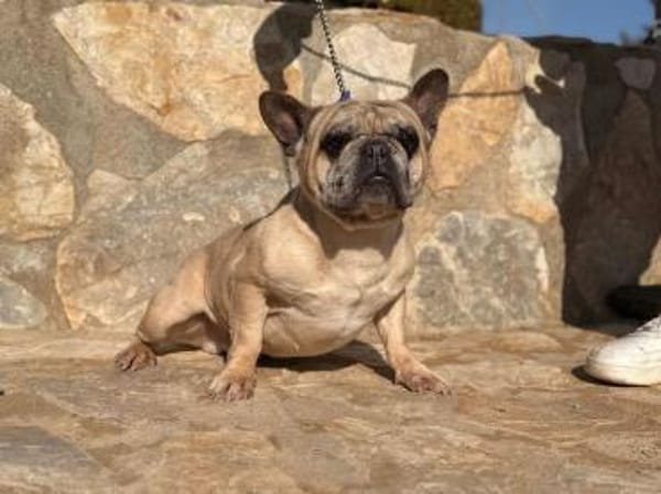 Murphy sehnt sich nach einem Zuhause