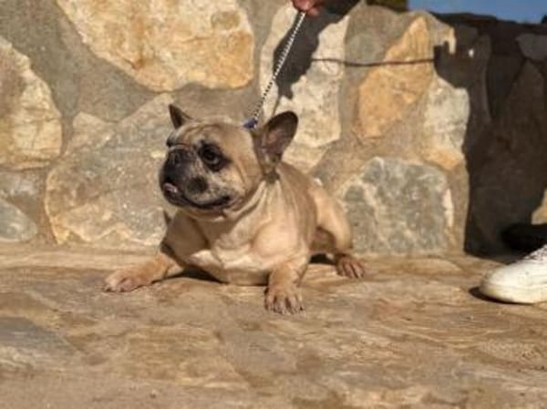 Murphy sehnt sich nach einem Zuhause