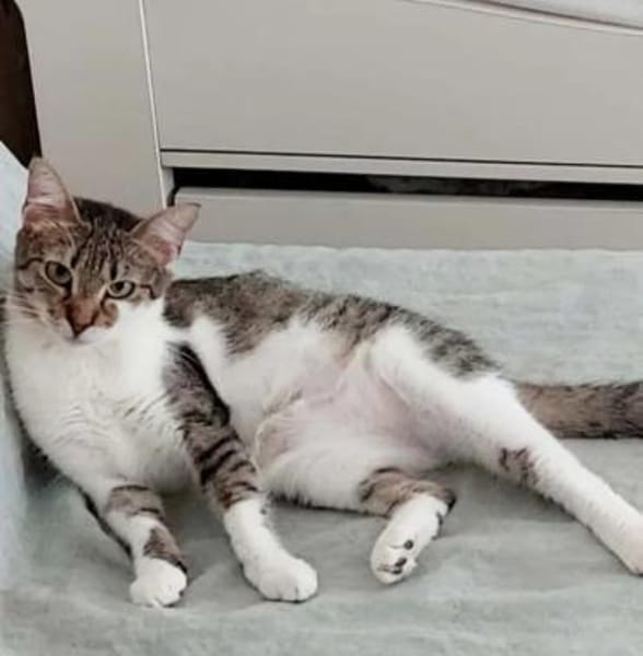 Lizzy Kleine Prinzessin sucht  Zuhause