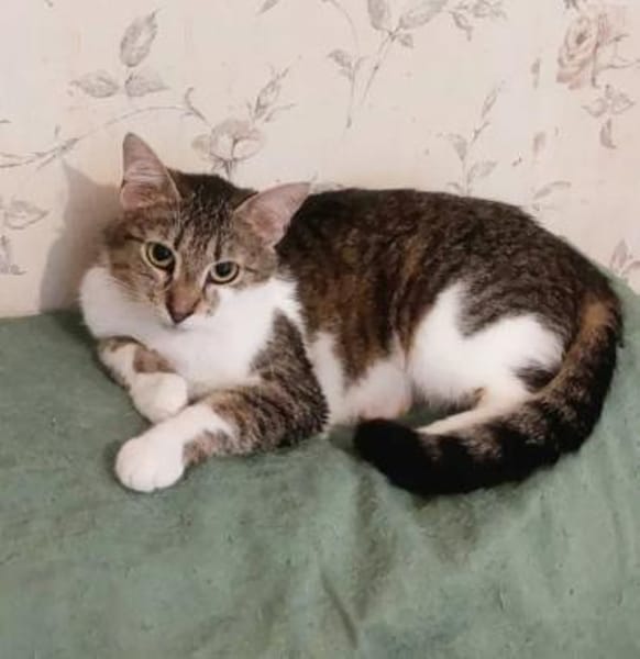 Lizzy Kleine Prinzessin sucht  Zuhause