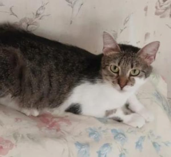 Lizzy Kleine Prinzessin sucht  Zuhause