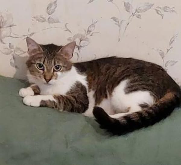 Lizzy Kleine Prinzessin sucht  Zuhause