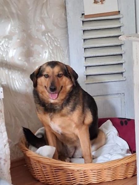 💕Mala💕 sucht ihre Familie 🐾❤