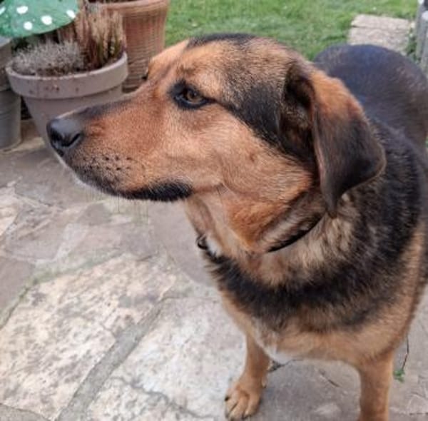 💕Mala💕 sucht ihre Familie 🐾❤