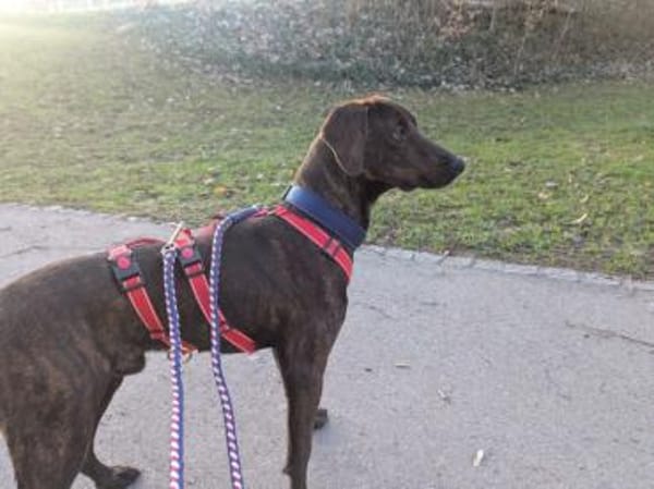 Ermöglichen Sie Dante ein schönes Leben?