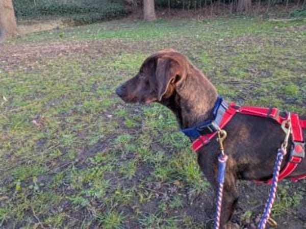 Ermöglichen Sie Dante ein schönes Leben?