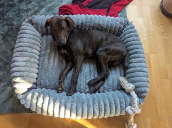 Ermöglichen Sie Dante ein schönes Leben?