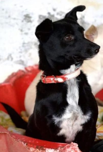 Misty, geb. ca. 11/2023, 47574 Goch