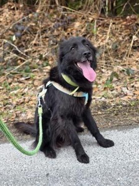 BAKU - geb.ca. 04/2022 - Hütehund Mix