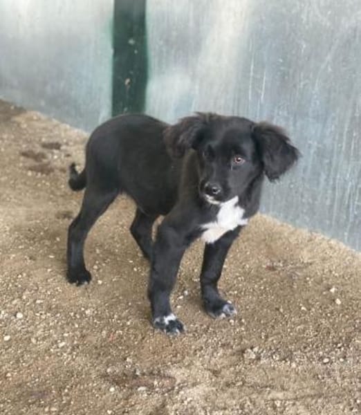 Pingu, geb. 09/2025, 21391 Reppenstedt