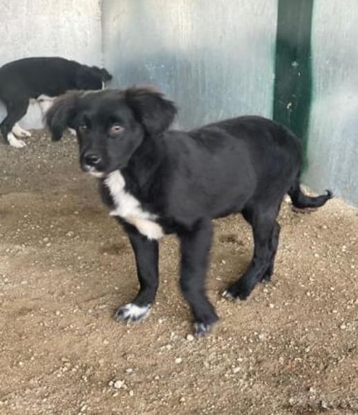 Pingu, geb. 09/2025, 21391 Reppenstedt