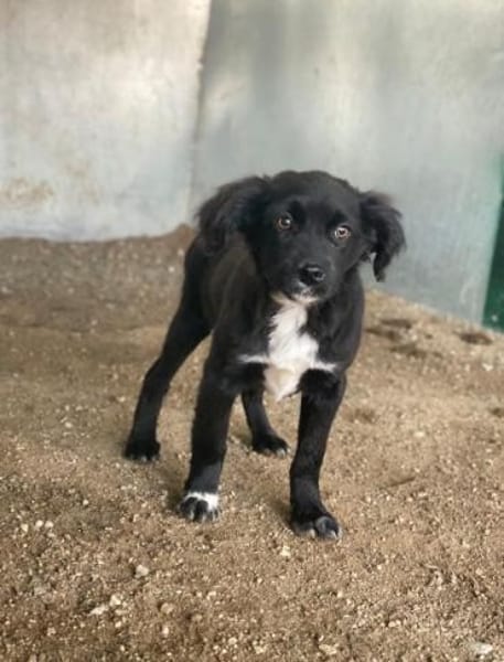 Pingu, geb. 09/2025, 21391 Reppenstedt