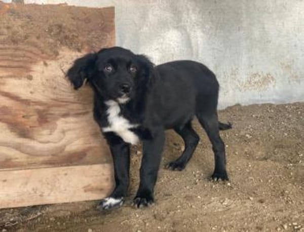 Pingu, geb. 09/2025, 21391 Reppenstedt