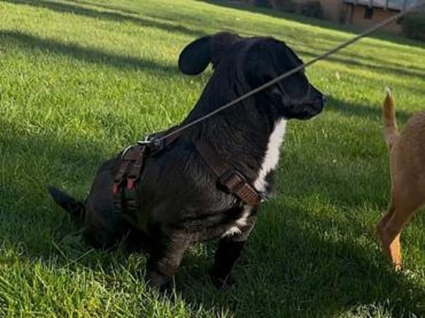 Pio möchten Ihnen sein Vertrauen geben