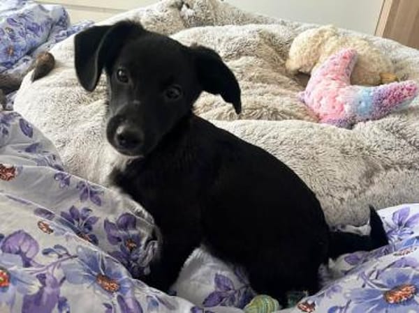 Pio möchten Ihnen sein Vertrauen geben