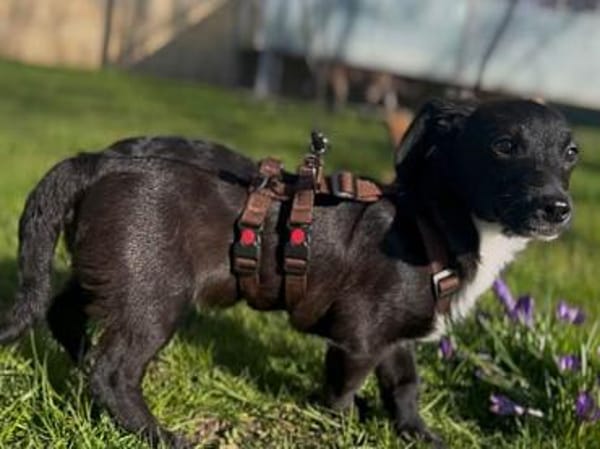 Pio möchten Ihnen sein Vertrauen geben