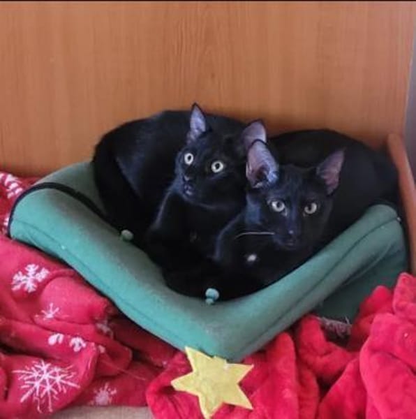 Tom & Ruby Tolle Lackfellchen