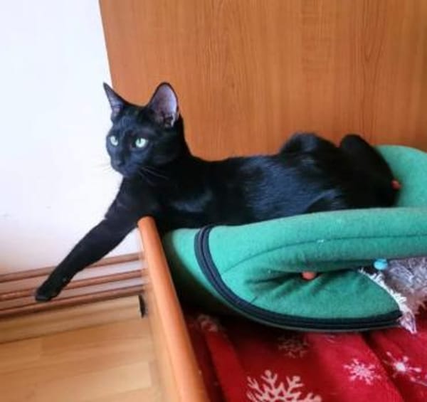 Tom & Ruby Tolle Lackfellchen