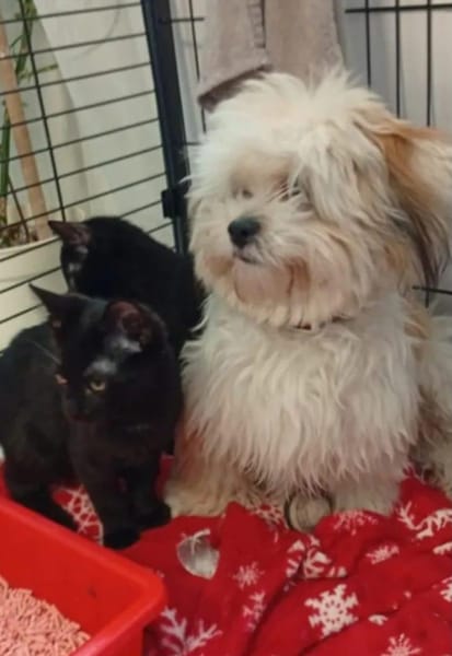 Tom & Ruby Tolle Lackfellchen