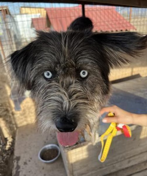 BLUE - Ozeanblaue Augen suchen DICH