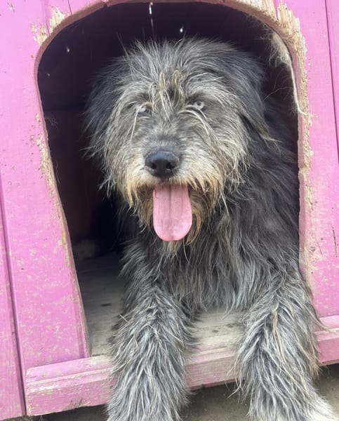 BLUE - Ozeanblaue Augen suchen DICH