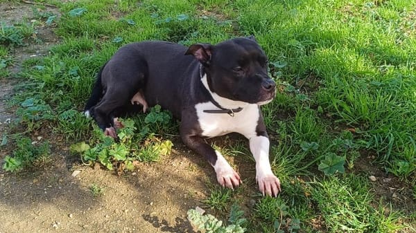 KHALEESI (en cours d'adoption)