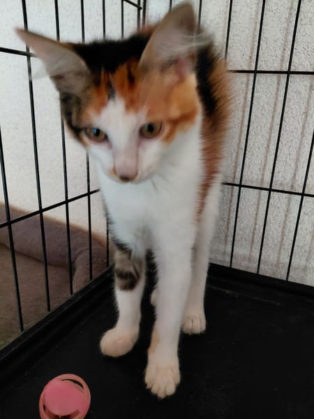 SWEETIE chatonne tricolore