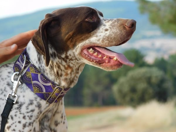 AZOR, un merveilleux Pointer (ok chat)