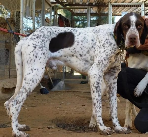 AZOR, un merveilleux Pointer (ok chat)