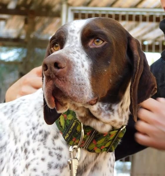 AZOR, un merveilleux Pointer (ok chat)
