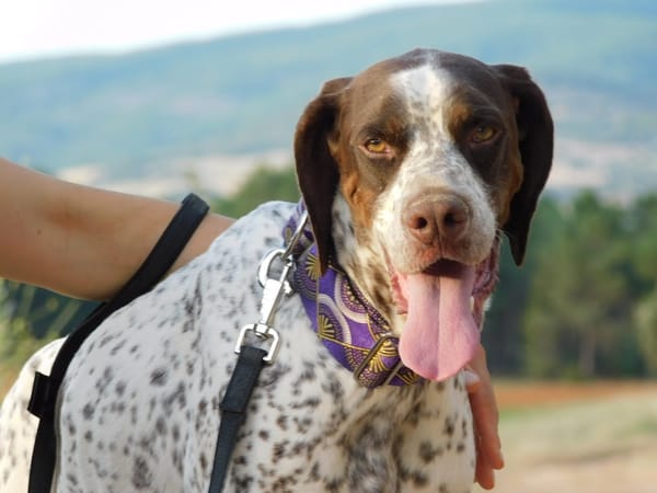 AZOR, un merveilleux Pointer (ok chat)