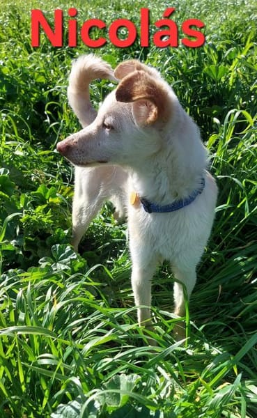 Nicolás