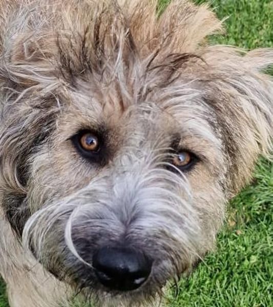 Tucker, 1 Jahr braucht seine Menschen