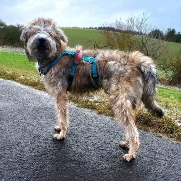 Tucker, 1 Jahr braucht seine Menschen