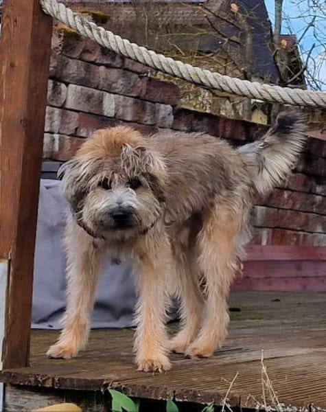 Tucker, 1 Jahr braucht seine Menschen