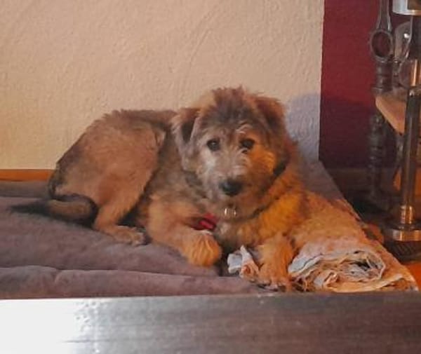 Tucker, 1 Jahr braucht seine Menschen