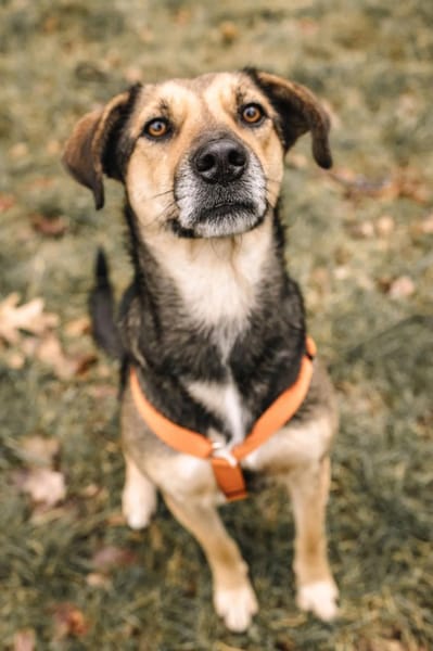 Liebe, kluge Inoa sucht ihre Familie