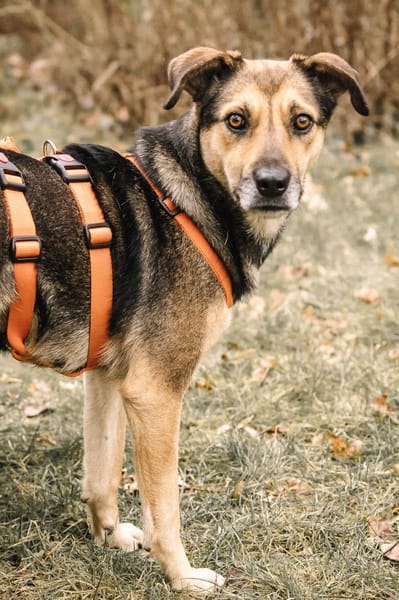 Liebe, kluge Inoa sucht ihre Familie