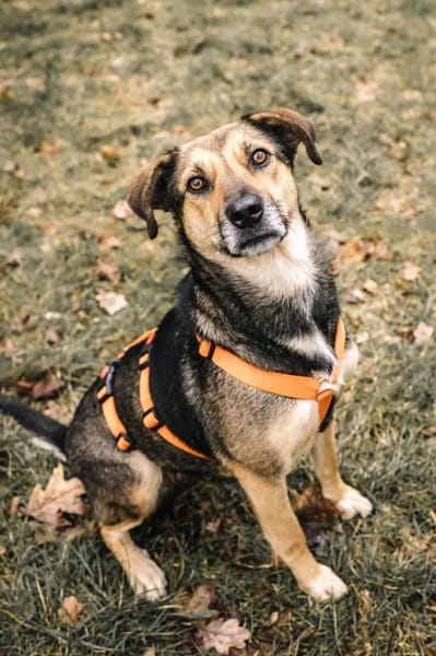 Liebe, kluge Inoa sucht ihre Familie