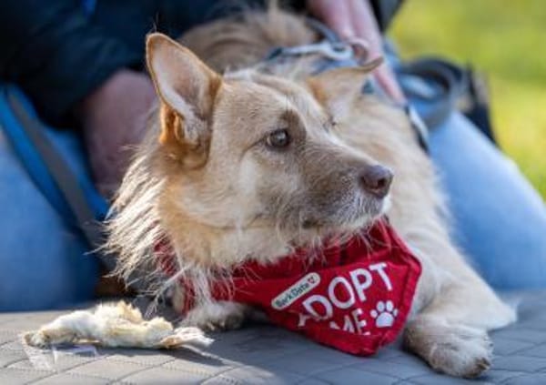 Kiki - die liebe Grinsemaus