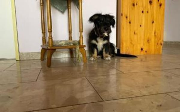 Pepsi sucht liebevolles Zuhause