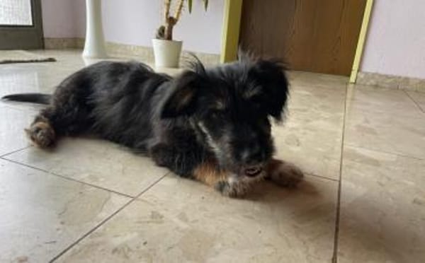 Pepsi sucht liebevolles Zuhause