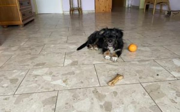 Pepsi sucht liebevolles Zuhause