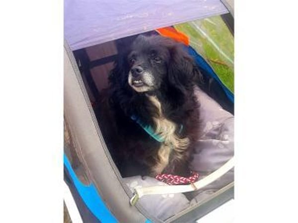 Malee - wartet in 97332 Obervolkach