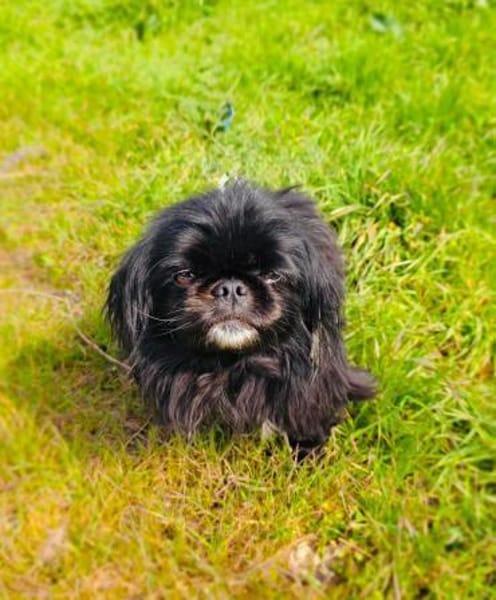 Maggie eine zauberhafte Pekingese Mix