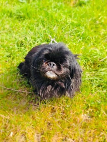 Maggie eine zauberhafte Pekingese Mix