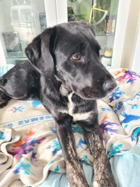 Morana sucht ein für immer Zuhause