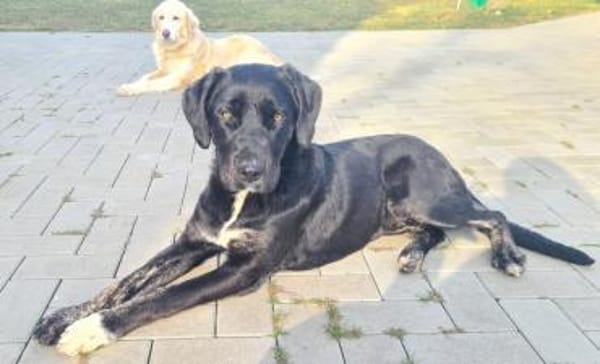 Morana sucht ein für immer Zuhause