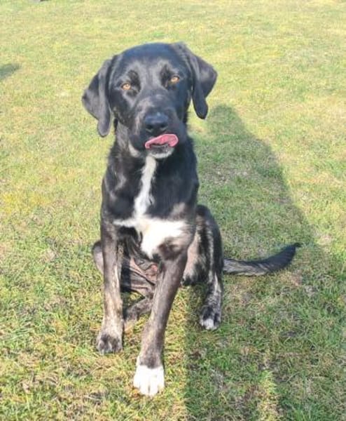 Morana sucht ein für immer Zuhause